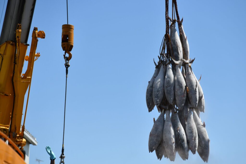 マグロ荒ほぐし綿実油漬